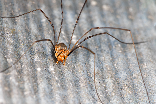 Closeup view of a long-legged spider on a gray wavy stone wall. Copy space.