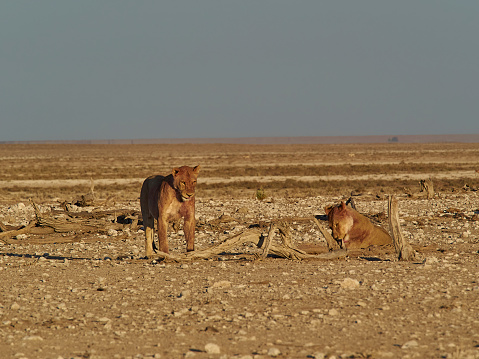 Lions in the early morning in the sand dunes at the edge of the Etosha pan in Namibia, Africa