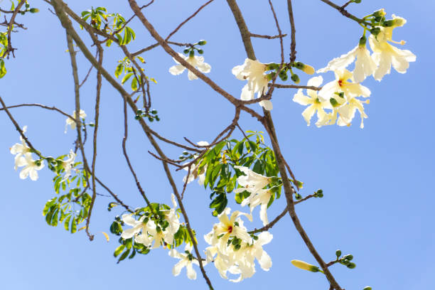 A Ceiba Chorizia tree blooming with white flowers against a blue sky A Ceiba Chorizia tree blooming with white flowers against a blue sky. Natural background baobab flower stock pictures, royalty-free photos & images