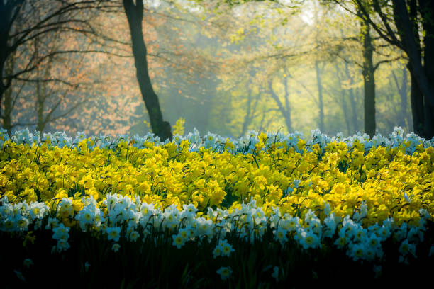 with flowers in foreground