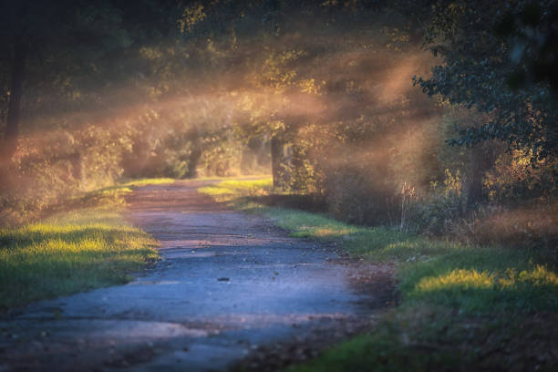istock Footpath in nature during sunny morning 1419909793