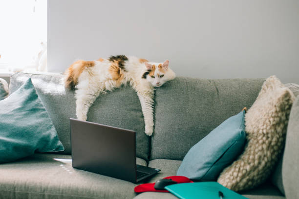 Cat and laptop stock photo