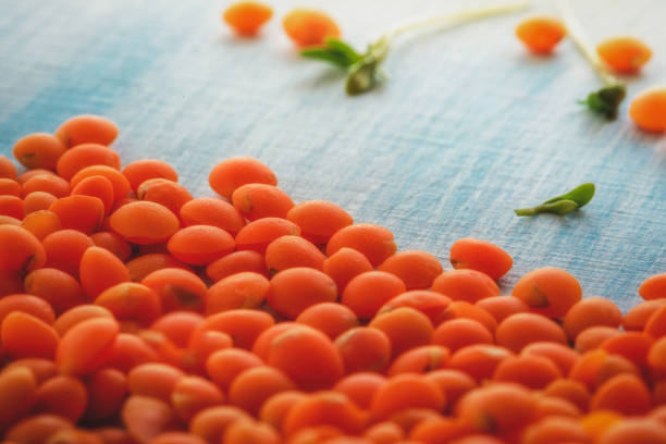 Stock photo features a heap of dried orange-red lentils, known as lal masoor, set against a white background. These legumes are rich in protein and dietary fiber, making them ideal for nutritious, plant-based meals. Their vibrant color and versatile nature enhance a variety of dishes