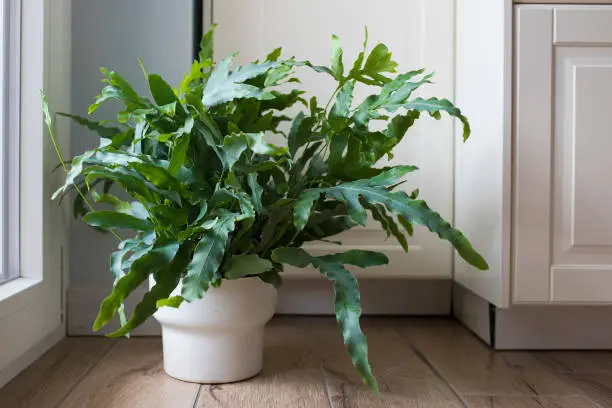 A plant of Blue Star fern (Phlebodium aureum), a fancy houseplant, on the floor in a house near a window.