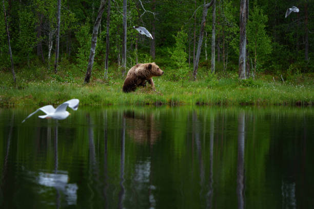I went to the Finnish taiga to look for brown bears