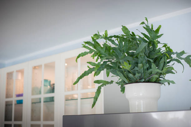 istock Blue Star fern in a white pot over the fridge in a kitchen. 1419913580