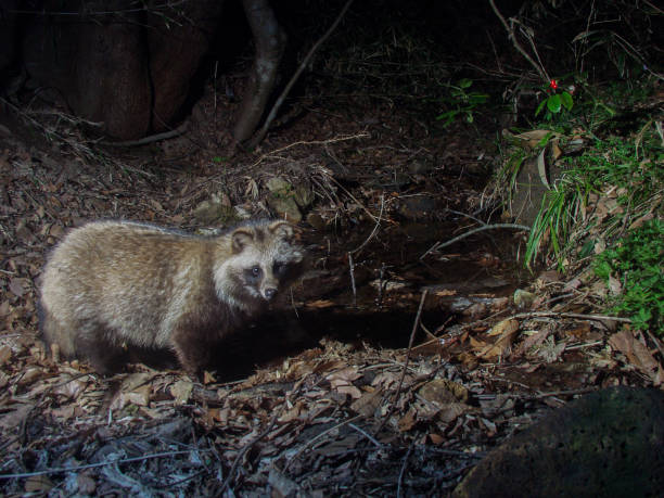 японская енотовидная собака, которая живет в глубине леса - raccoon dog стоковые фото и изображения