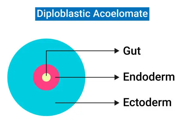 Vector illustration of The Structure of Diploblastic Acoelomate