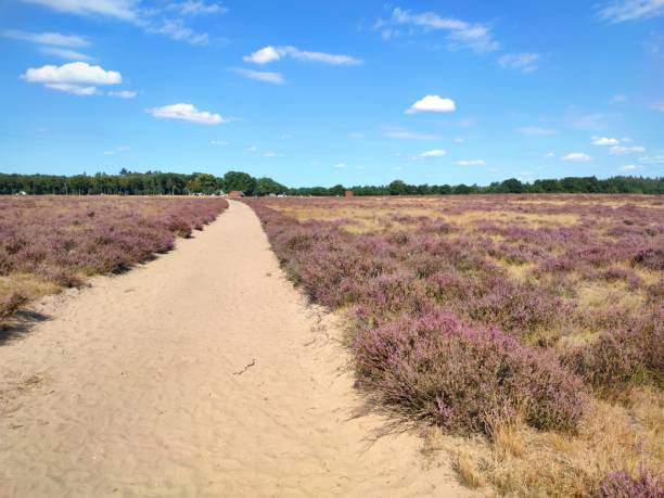 istock Heather landscape in The Netherlands 1419920634