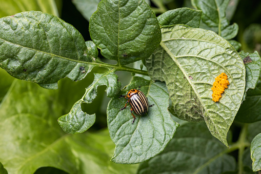 Colorado Beatle eggs and grown insect on a potato plant leaf
