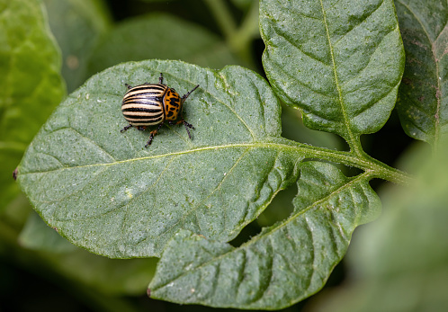 Colorado beetle eating/damaging a potato leaf/plant