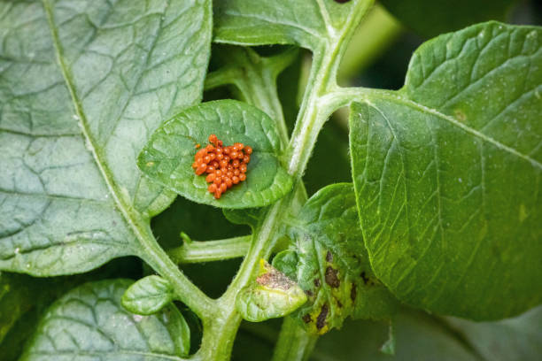 istock Colorado Beatle eggs - Leptinotarsa decemlineata 1419921321