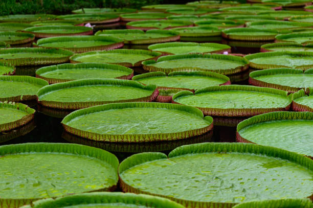 Huge floating lotus(Giant Amazon water lily,Victoria amazonia) leaves in pond.