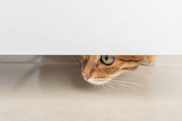 istock A red cat with green eyes peeks through the open door. 1419922282