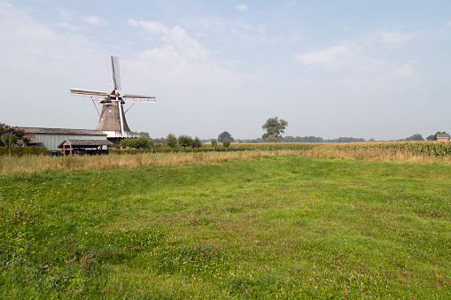 Dutch windmill surrounded by corn fields and meadows.