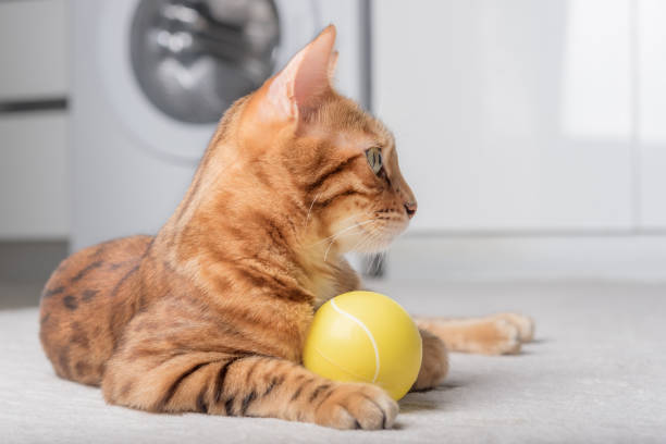 istock Bengal cat plays with a ball on the floor. 1419922861