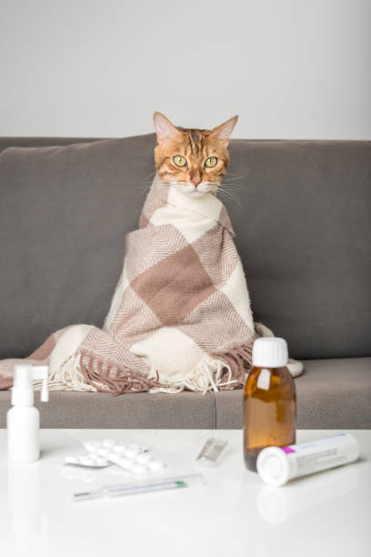 담요에 싸인 소파에있는 아픈 고양이. 독감이나 코로노 바이러스 증상이있는 어린 고양이가 집에서 치료를받습니다. - illness pets symptoms blanket 뉴스 사진 이미지