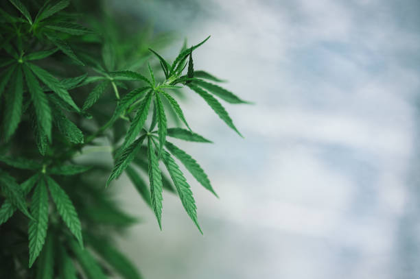 istock plant marijuana green leaves cannabis 1419924298