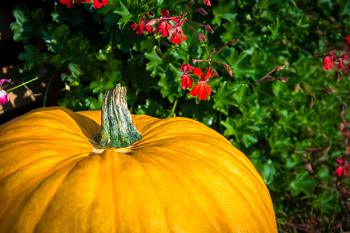 Pumpkins in a field ripe and ready.