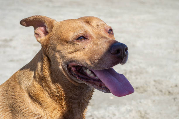 istock Dog playing in the sand at dog beach 1419927603