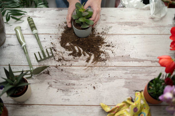 istock Close up shot of hands working with soil 1419927942