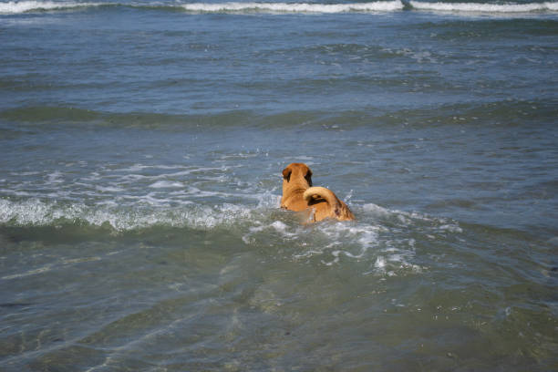 Dog playing in the sand at dog beach