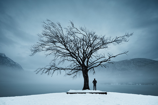 Man standing under the bare tree by the frozen lake (Bohinj, Slovenia).