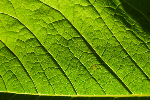 istock The texture of the leaf illuminated by the sun. 1419930878
