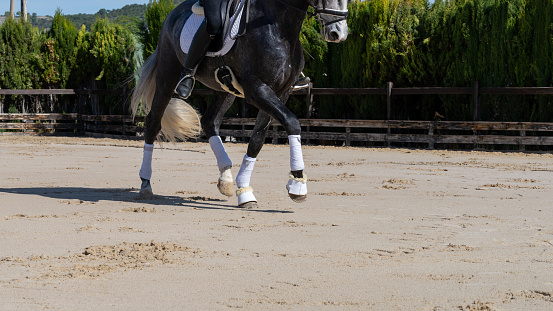 In an outdoor equestrian center on a sunny day, a beautiful gray-haired thoroughbred horse is exercising. Detail of the legs and position of the animal's feet, while walking.