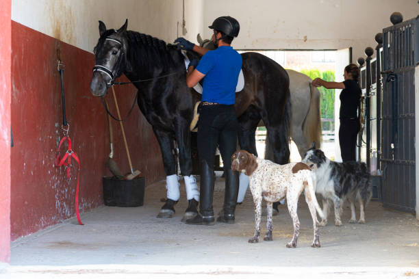 In a stable two young jockeys prepare their horses for a riding lesson, they are purebred horses, next to them two dogs looking at the camera.