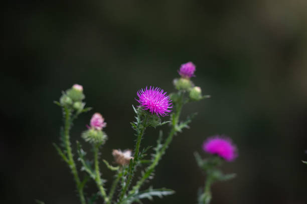 Close-up of purple thistle flowers on field. Milk thistle flower on a green background ( Silybum). Shallow depth of field.