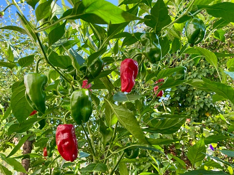 The most famous pepper of Spain, the Padron Pepper (or Pimiento de Padron) hanging on the plant. “Padrón peppers, some are hot, and others are not”.