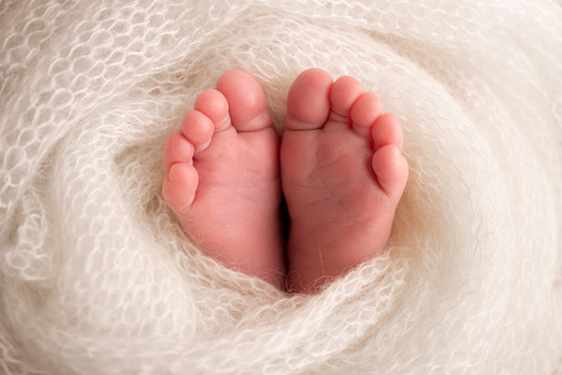 Soft feet of a newborn in a white woolen blanket. Close-up of toes, heels and feet of a newborn baby. The tiny foot of a newborn. Studio Macro photography. Baby feet covered with isolated background.
