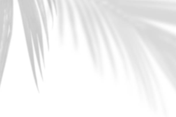 istock bstract gray shadow background of natural palm leaves falling on white concrete wall. 1419934520