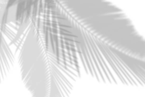 istock bstract gray shadow background of natural palm leaves falling on white concrete wall. 1419934541