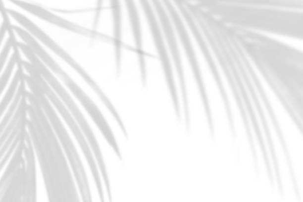 istock bstract gray shadow background of natural palm leaves falling on white concrete wall. 1419934550