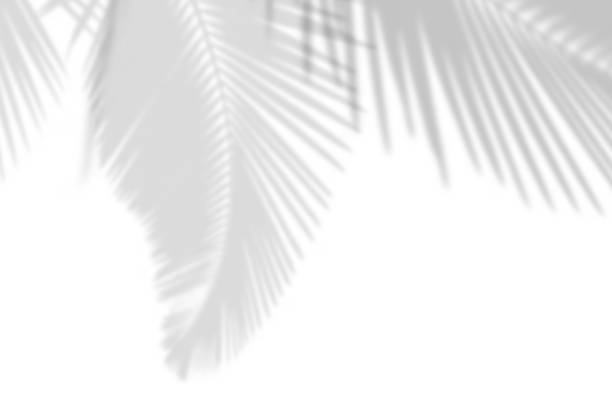 istock bstract gray shadow background of natural palm leaves falling on white concrete wall. 1419934559