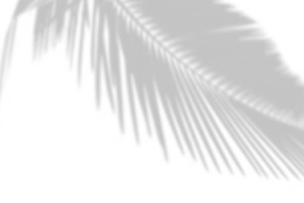 istock bstract gray shadow background of natural palm leaves falling on white concrete wall. 1419934570