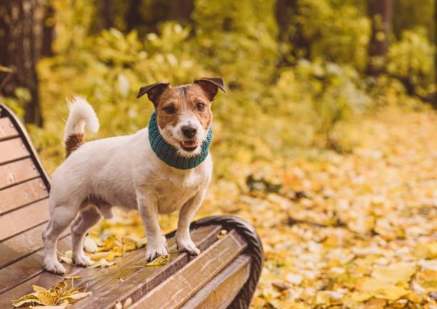 istock Dog standing on bench at sunny Fall day at park. Background for Autumn design. 1419935809