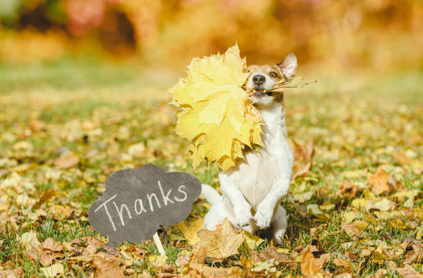 犬が口に抱えた感謝祭のコンセプト 「ありがとう」という言葉が書かれた黒板の横にカエデの葉の秋の花束 - 感謝 ストックフォトと画像
