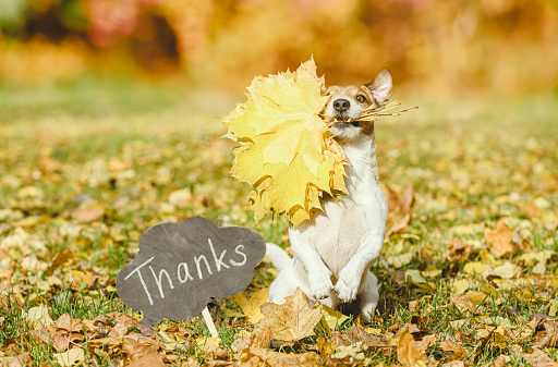 Dog Thank You Pictures | Download Free Images on Unsplash