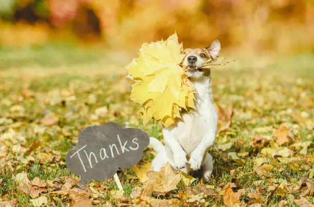 Photo of Thanksgiving concept with dog holding in mouth autumn bouquet of maple leaves next to blackboard with word 