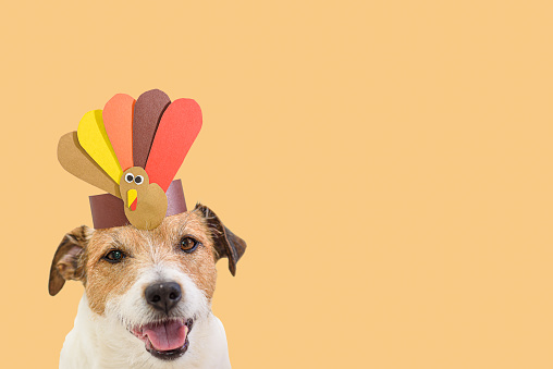Dog wearing self-made paper party hat with Thanksgiving turkey. Background for holiday card or banner.