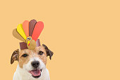 istock Dog wearing self-made paper party hat with Thanksgiving turkey. Background for holiday card or banner. 1419935827