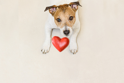 Jack Russell Terrier dog sending love
