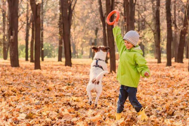 Jack Russell Terrier dog jumping high to get puller toy