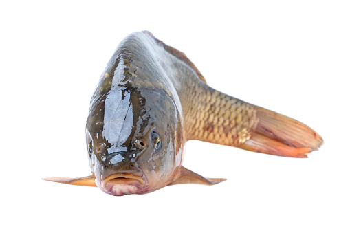 Raw fish carp isolate on a white background