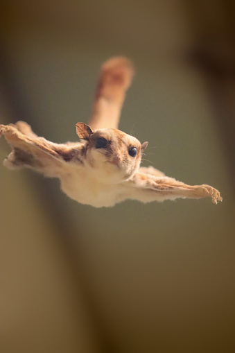 Ardilla voladora en vuelo photo