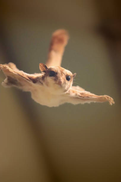 Flying squirrel in flight Brown flying squirrel in flight on brown background gliding stock pictures, royalty-free photos & images