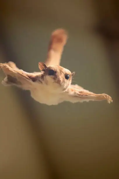 Brown flying squirrel in flight on brown background